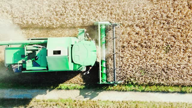 TOP DOWN: Big combine harvests ripe golden colored grain on a sunny summer day. stock video
