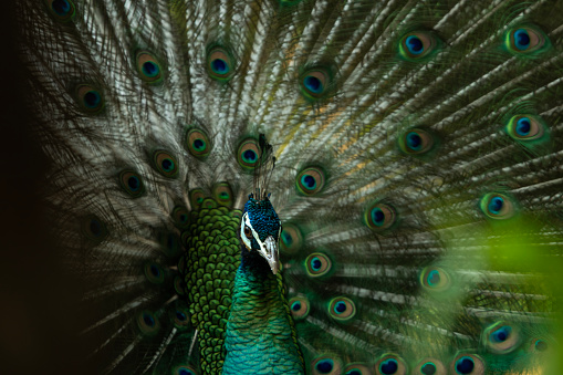 I took this photo of the peacock with a telephoto lens. But it gives beautiful colors.