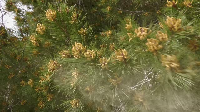 Pine pollen.