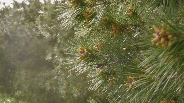 Pine pollen.