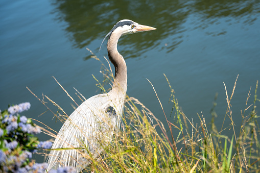Great blue heron with flowers in foreground and a pond behind during springtime day in San Francisco