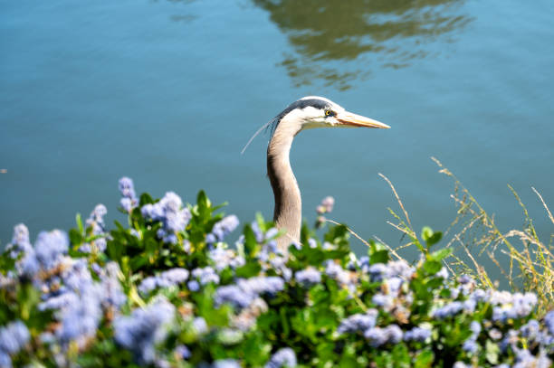 Headshot of great blue heron with flowers in foreground and a pond behind during springtime day in San Francisco