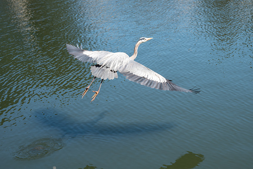 Great blue heron flying over a pond during springtime day in San Francisco