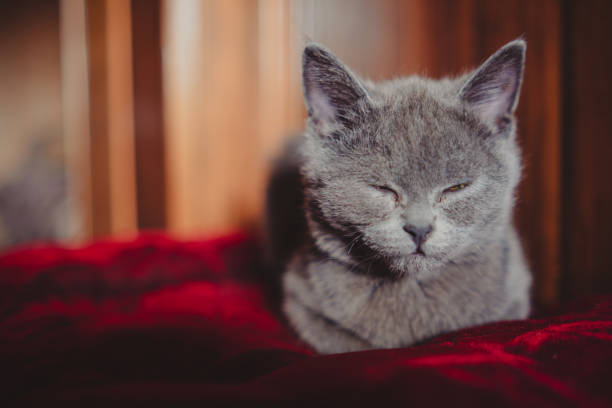 Gray Kitten Resting Peacefully on a Red Vintage Ottoman in Warm Sunlight.