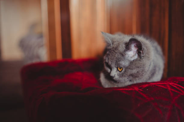 A small grey kitten explores a blue plaid blanket with curious eyes and tiny paws. Ideal for pet care, warmth, and cuddly moments in family and home contexts.