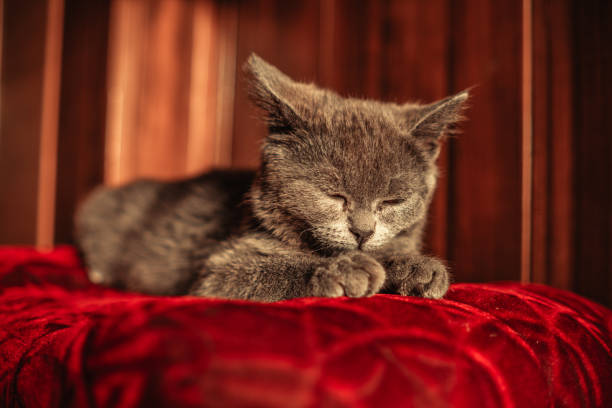 A serene gray kitten sleeps on a worn red ottoman bathed in soft sunlight