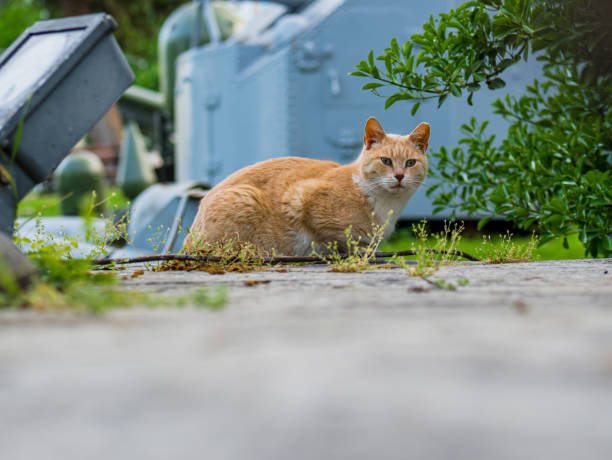 istock Beige cat laying on the ground. small branch on the right side 2149390561