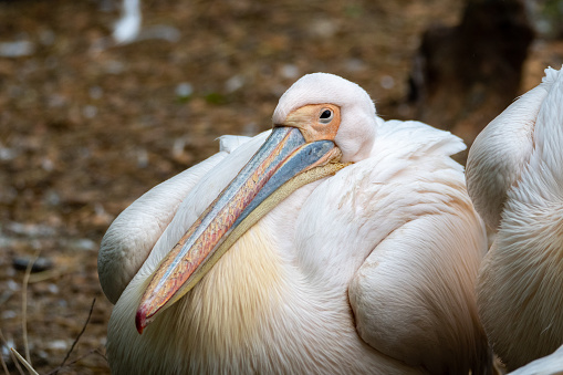 A close up view of the pelican bird