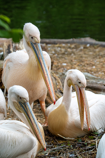 Pelikan Familie