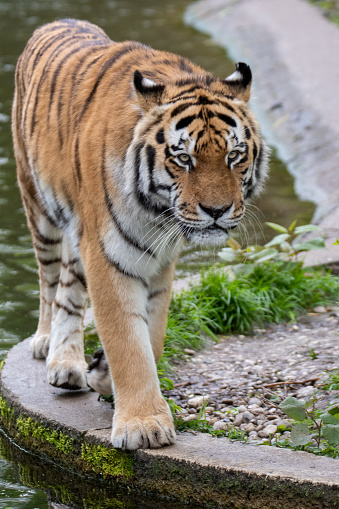 Tiger in River