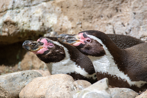 Two penguin Family