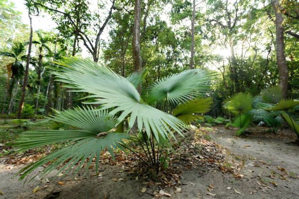 istock White Elephant Palm, White Backed Palm (Kerriodoxa elegans) : endemic palm found in southern Thailand. 2149391617
