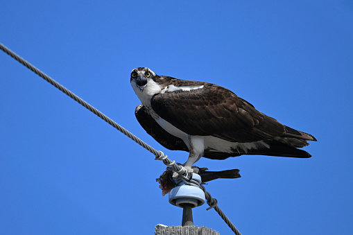 Osprey bird sitting perched on a old wooden hyrdo-electricity pole with a half eaten fish in its talons