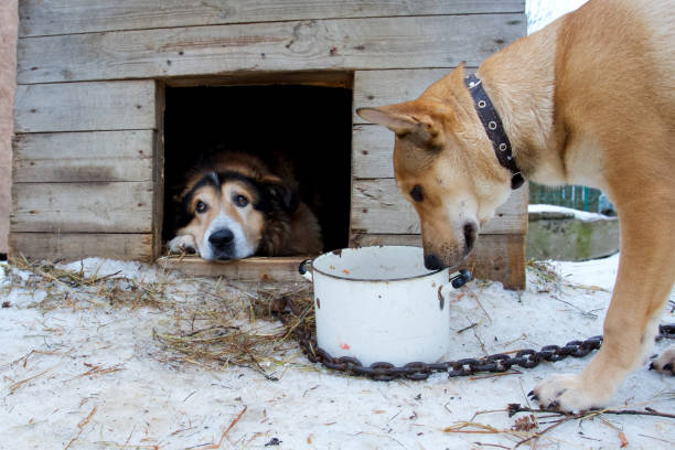 A dog in a kennel looks out as another sniffs an empty bowl on the snow.