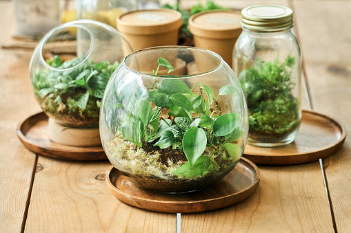Close-up of set of beautiful jars with green plants with self ecosystem on wooden table