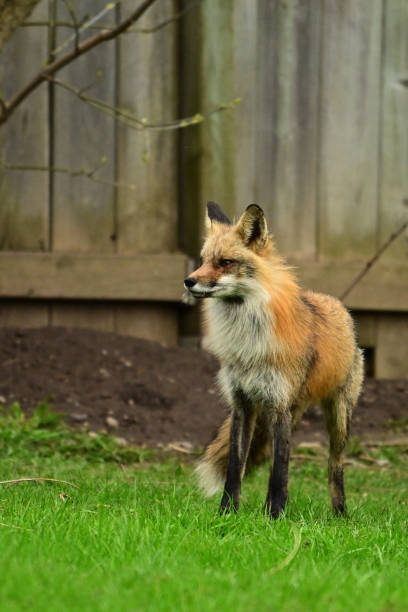istock Adult Red Fox keeping watch over den 2149395314