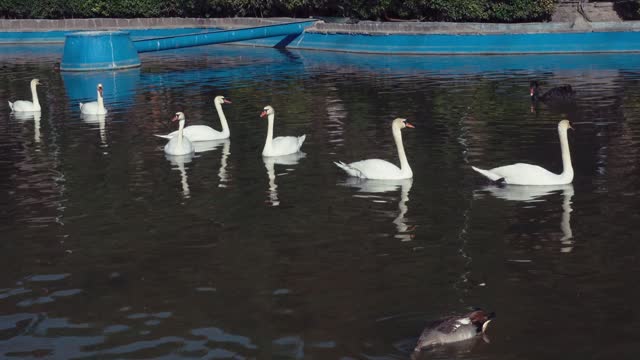 Group of White swans swimming in a pool