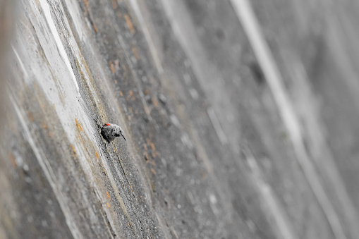 hunting insects on a wall of artificial dam