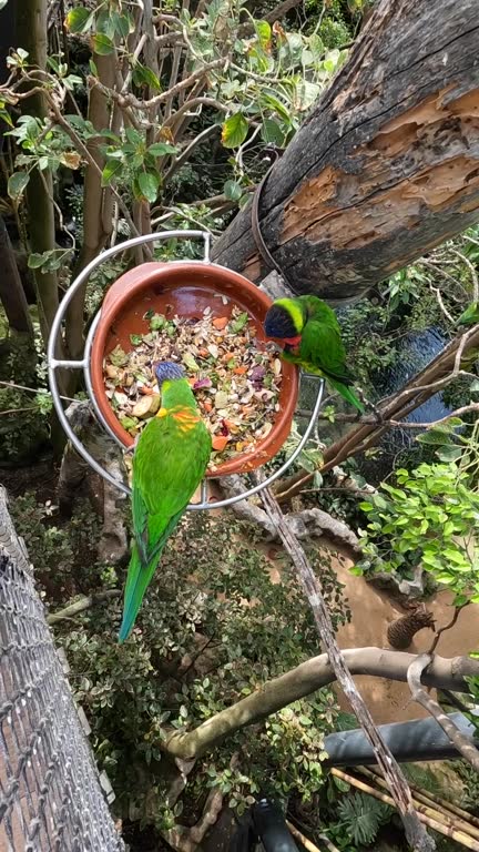Two parrots are eating from a bird feeder. The feeder is on a tree branch
