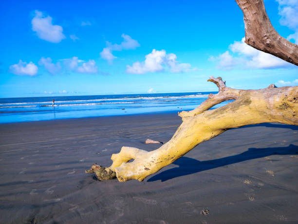 istock Lonely fallen tree on the sandy beach during sunrise. 2149397527