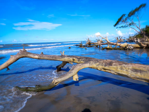 istock Fallen dry tree on the sand in summer beach with sea. 2149397737