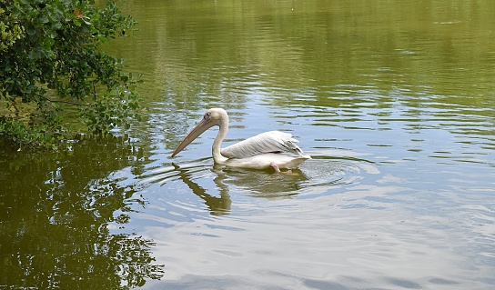 Isolated grey pelican (Pelecanus rufescens) making ripples on the water while swimming on a zoo pond.