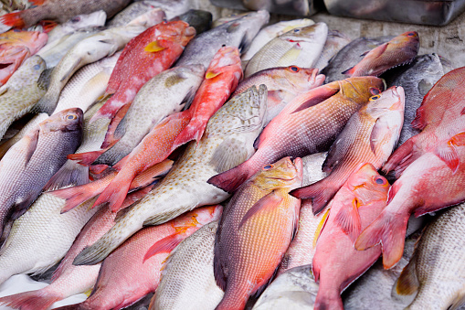 Northern red snappers on ice sold at a seafood market