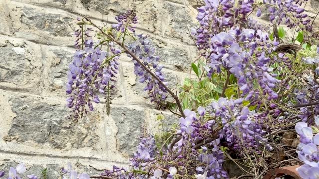 Pollination in a wisteria vine