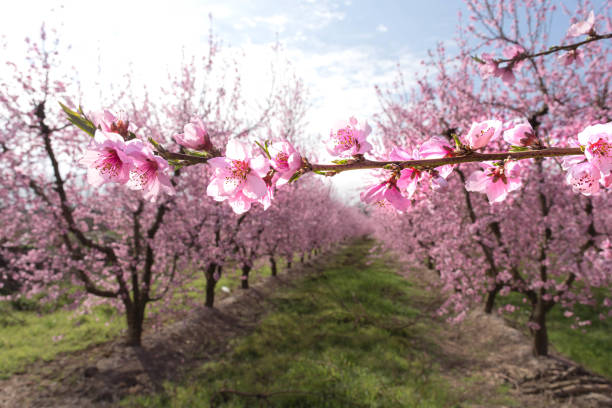 Peach trees in bloom in early spring in Aitona (Catalonia, Spain) with a forest of bare trees in the background.