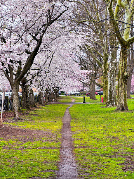 istock Cherry Blossoms in New Haven 2149399146