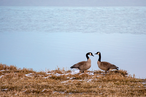 Wild Canada geese (Branta canadensis) getting ready for the mating season in Wisconsin, horizontal