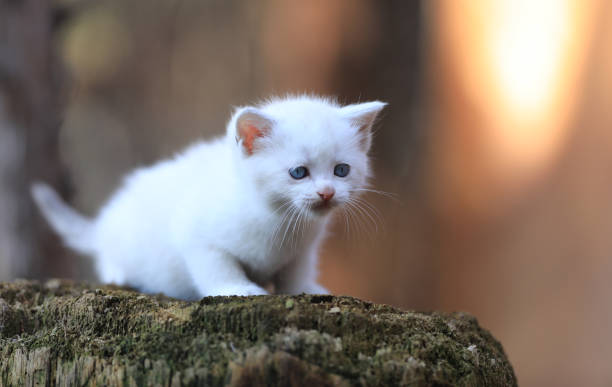 istock small funny white kitten on a stump 2149399436