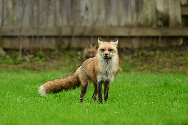 istock Adult Red Fox keeping watch over den 2149399737
