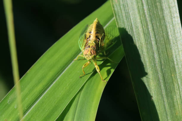 A detailed capture of a golden cicada(Mogannia hebes) resting on bright green leaves, showcasing its intricate wing patterns and body structure.