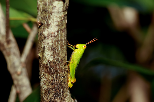 A vivid green locust (Chondracris rosea) clings to a tree, showcasing its bright color and detailed texture.