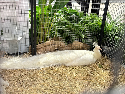A rare and beautiful white peacock. Hailed as the queen of birds and is considered a symbol of auspiciousness in many cultures The white peacock is an Indian species that has a mutation called leucism.