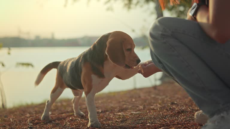 Beagle dog pet learning to give paw on command and getting treats at public park in sunset. Dog owner training tricks dog, Teaching discipline and obedient behavior through play