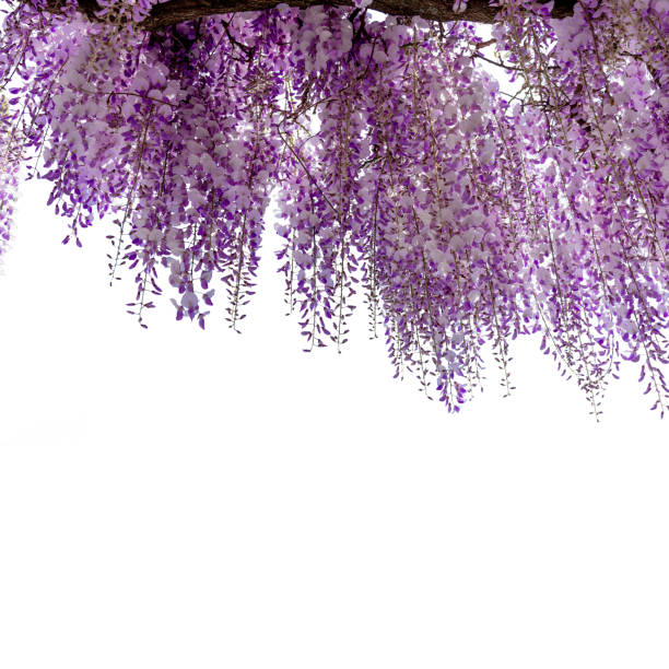 Wisteria flowering branch isolated on white with clipping path included, ideal frame for graphic designs and greeting cards, copy space