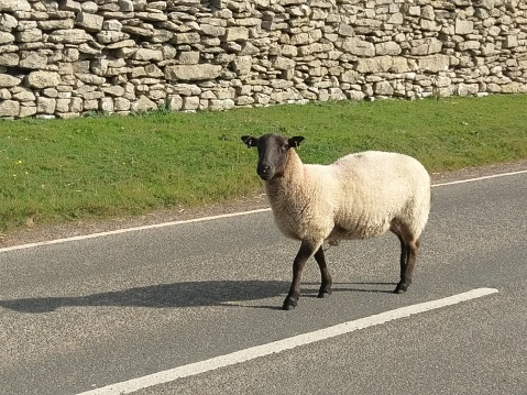 A Sheep In The Middle Of The Road Vale Of Glamorgan South Wales UK