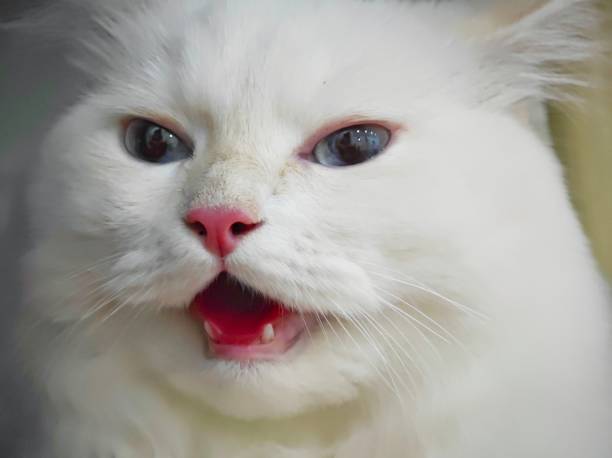 All you need is love and a cat.