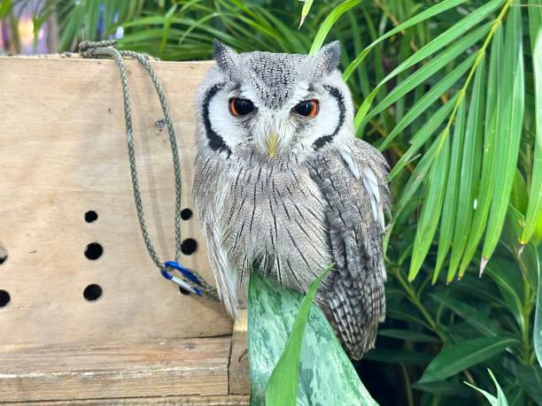 istock White faced Scops Owl It has a habitat in southern Africa 2149402242