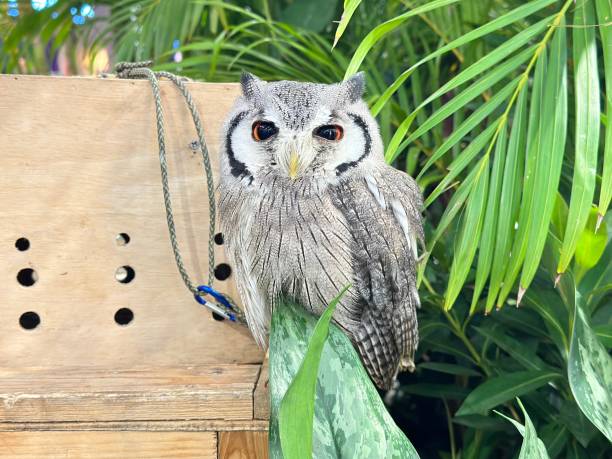 istock White faced Scops Owl It has a habitat in southern Africa 2149402243