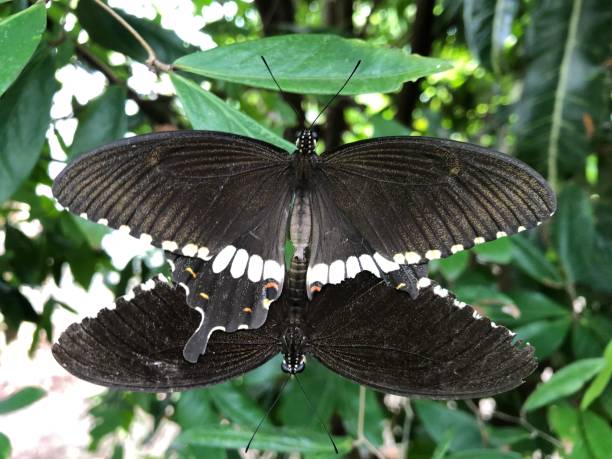 istock Butterflies sex 2149403183