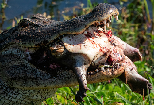 American alligator eating a Softshell turtle in the Florida wetlands