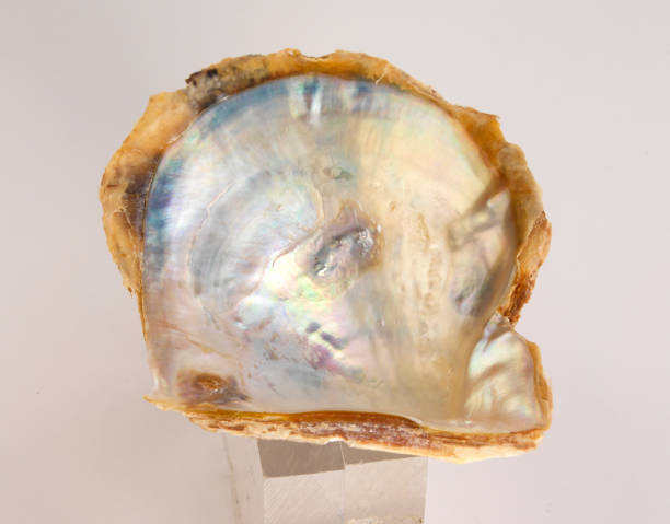 istock nacre, mother of pearl, Pinctada maxima shell,  Oyster shell, 2149403500