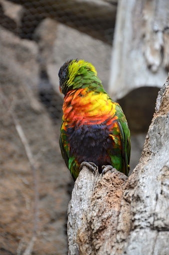 Parrot in Jungle Park Tenerife(Spain)