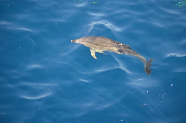3D illustration of a dolphin jumping with a splash