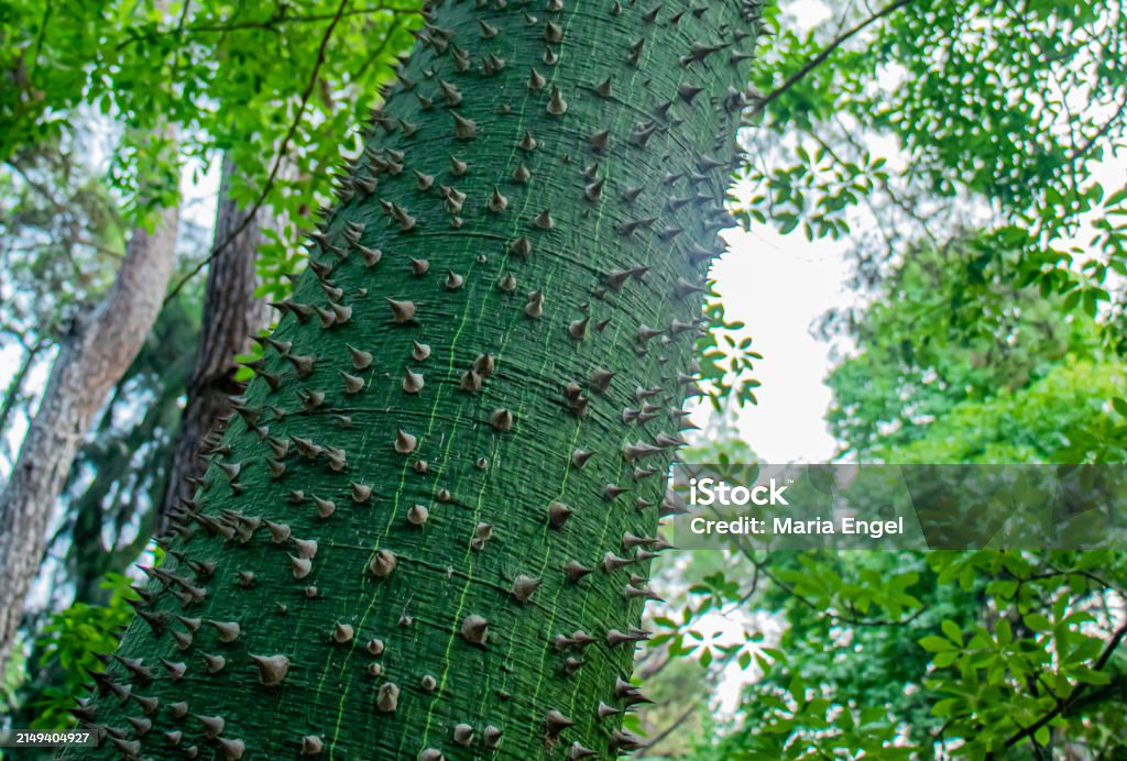Turkey Small Tree A Tree With Spiny Bark Silk Tree Chorisia Speciosa In Turkey Stock ...