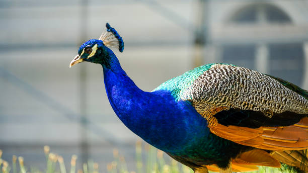 istock A Peacock Displays Its Exquisite Colors and Elegant Plumage 2149405804