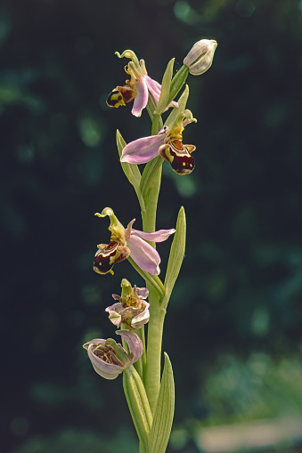 bee orchid plant in full bloom, close up, Ophrys apifera; Orchidaceae